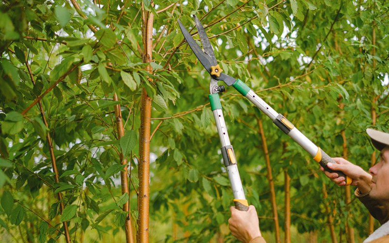 Tree trimming in Aniwa, WI