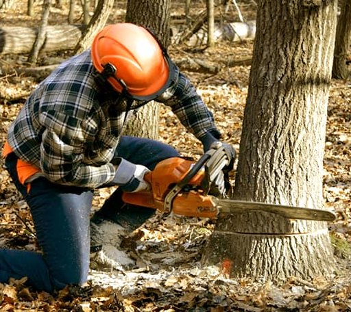 Tree Removal in Aniwa, WI